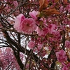 ソメイヨシノの次は八重桜