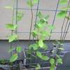 今日の花
