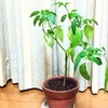 【ピーマン苗・越冬実験中】鉢植えにして越冬させたら花が咲いて実がなった！