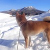 柴犬館長と初詣！