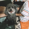 犬はなぜ、人間に撫でられたり抱っこされたがるのか
