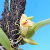 Bulbophyllum nasutum