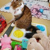 あんずがいっぱい39