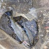 犬上川　渓流釣り　釣果参考　
