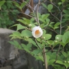 山城便り・夏椿篇