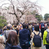 皇居乾通の桜