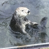 バンクーバー水族館のラッコ