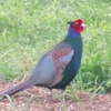 神原町に飛来した鳥　わが家の近くまでやってきたキジの神原君