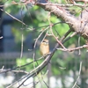 10月下旬撮影の野鳥たち