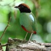 ズグロヤイロチョウ(Hooded Pitta)