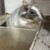 しろごまあん1233日目
