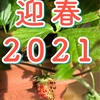 祝2021年！明けましておめでとうございます。