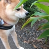 お散歩から帰って、だよ