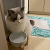雨だけどとても活発なふくちゃん