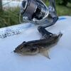 ９月３日　横浜南部平潟湾　ハゼ釣り