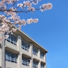 なんで、学校の校庭には桜が咲いているの？