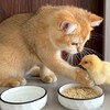可愛いネコちゃんシリーズー1・・・
