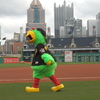 Pirate Parrot