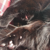 今日の黒猫モモ＆白黒猫ナナの動画ー１０１３