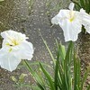 6月の日誌的②