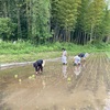 無農薬で米作り。手植え作業　追い植え　補植