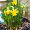 春の到来です🌼