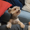 フランスの犬猫事情