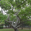 舞鶴公園の木