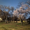 稲田堤と代々木の桜