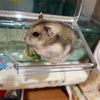 はなちゃんが食べた物