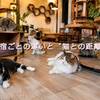 看板猫とはどれくらい触れ合える？猫宿ごとの違いと“猫との距離感”を解説