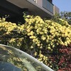 木香薔薇