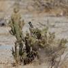 シロハラシマアカゲラ(Nuttall's Woodpecker)