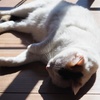 猫の寝姿。