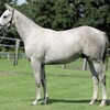 【ノルマンディー】2025年度募集馬評価⑤アステルカーラの24