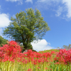 満開の彼岸花に集まる｜羽黒山公園（宮城県大崎市）
