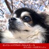 昨日お花見にでかけたチロクマ家