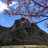 城山の地球のたん瘤にも桜