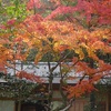 奈良公園・瑜伽山園地の紅葉２０２２年（１１月後半）