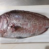 真鯛の３枚おろし！