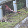 三叉に出合えず・・