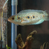 フラワートーマン Channa pleurophthalma