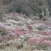 湯河原・梅の郷