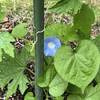 小さなヘブンリーブルーの花