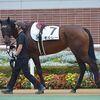 ３角過ぎで他馬に進路をカットされたのは痛かったも、ダート替わりでガラッと変わってきた感じもなくて…。未勝利戦があるうちでの出走が難しい状況となり、近走の内容を踏まえて引退することになりました。★モルレー