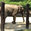 上野動物園に行ってきました〜