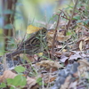 ジョウビタキ・シロハラ・アオジ・アトリ・カワラヒワ・ゴイサギ(大阪城野鳥探鳥20211123 6:15-12:55)