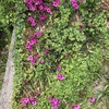 ベニカタバミの花20240506