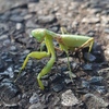 カマキリ、イチモンジセセリ、スミレ