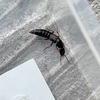 ハネカクシの一種